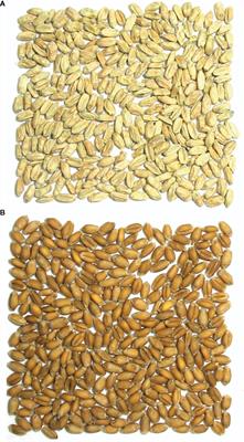 Optical Sorter-Based Selection Effectively Identifies Soft Red Winter Wheat Breeding Lines With Fhb1 and Enhances FHB Resistance in Lines With and Without Fhb1